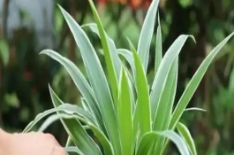 喜欢生长在碱性土壤中的植物，可以放吊兰、绿萝等