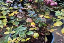 月季出现大面积黄叶的原因，病虫害、缺水和肥害都会引起