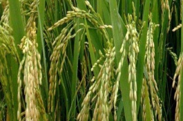 福两优2155水稻栽培技术要点，插植密度20厘米×20厘米
