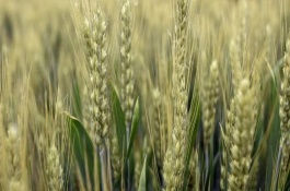 宁麦22小麦栽培技术要点，春性品种