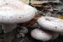 雁鹅菌简介，栽培时需要依赖森林