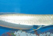 银龙鱼的饲养方法，可能是不适应新环境或水温过低等