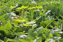 旱半夏，需结合当地的土壤、气候等条件进行