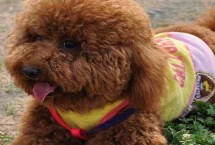 贵宾犬的美容方式，贵宾泛指深色毛、体型较小的贵宾犬