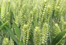 郑麦9134小麦栽培技术要点，每亩适宜基本苗18～20万