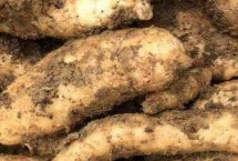 天麻的种植方法，主要分布于吉林、辽宁、内蒙古等地