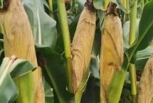 昕糯9102玉米栽培技术要点，拔节期每亩施尿素20千克