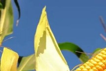 金粮88玉米栽培技术要点，中抗茎腐病