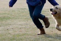 狗狗吃醋了怎么办，会独自难过、默默离开等