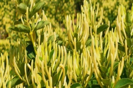 金银花枝的冬季修剪技术，施肥以有机肥为主