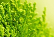 海藻的种类，均可以食用