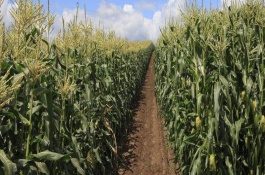 洛玉114玉米栽培技术要点，高抗矮花叶病