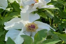 白牡丹掉叶子怎么办，栽种后无需灌水