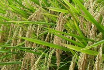 C两优099水稻栽培技术要点，大田每亩用种量5千克左右