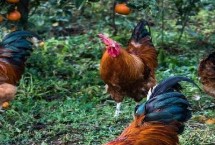 鸡的品种，常见以下6种