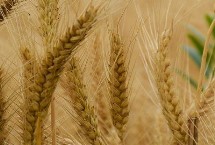 小麦缺钾的症状，常表现为茎秆矮小