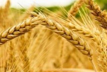 中德麦7号小麦栽培技术要点，适宜播种期10月上中旬