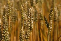 马兰糯麦1号小麦栽培技术要点，足墒播种