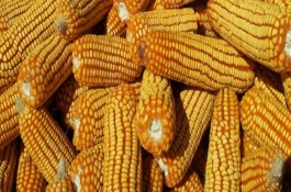 诚单818玉米栽培技术要点，辽宁省春播生育期130天