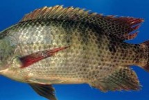 罗非鱼属于河鱼还是海鱼，属于杂食性淡水鱼类