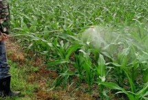 玉米大斑病的侵染循环，可喷施多菌灵、百菌清等药剂