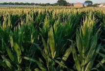 君泰1608玉米栽培技术要点，注意防治丝黑穗病和茎腐病
