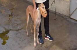 犬血管肉瘤的主要症状和病例变化，病因尚不明确