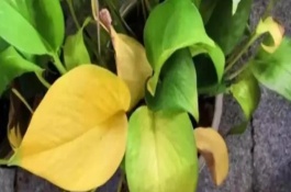 如何对大叶绿萝浇棕柱，可采取换土、增温、浇水等措施