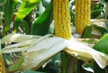 瑞康玉18玉米栽培技术要点，春播平均生育期115.4天