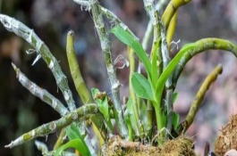 养殖石斛兰的注意事项，把枝条插入土中并浇水覆土