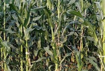 金玉111玉米栽培技术要点，中抗穗腐病