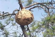 被马蜂蛰后过多久才脱离危险，蜂巢和领地受到侵犯时会主动攻击