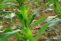 泰美甜2号玉米栽培技术要点，单作每亩种植3000株左右