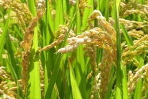 通禾8101水稻栽培技术要点，4月中旬播种