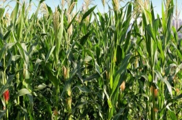 KWS2564玉米栽培技术要点，生育期130天