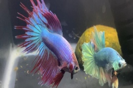 给斗鱼喂食要注意什么，根据原因选择处理方法