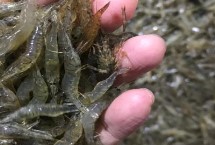 用自来水养河虾可以存活多久，可饲喂鱼肉、蚌肉、螺肉、豆饼等食物