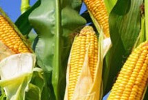 禾创818玉米栽培技术要点,在区试3000株/亩密度下