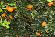 脐橙北方可以种植吗，春天和秋天都可以进行栽植