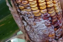 玉米圆斑病的症状以及如何防治，病粒呈粉红色至红褐色