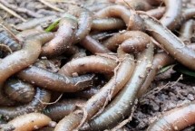 钓鱼怎样挂蚯蚓，夏季夜钓大鲶鱼合适