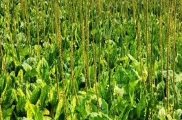 车前草有几个品种，长度在12厘米左右