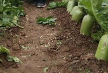 秋萝卜种植管理方法，出苗后要注意间苗、膨大期可喷施叶面肥