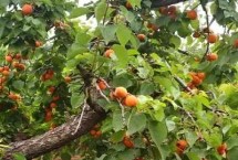 喷生长调节剂，采果后必须进行修剪一次