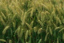 种植要点，平均亩产量为707公斤左右