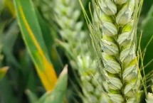 濮麦1208小麦栽培技术要点，半冬性品种