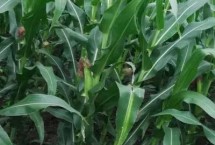 内秀53玉米栽培技术要点，中抗丝黑穗病