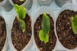 叶插多肉发芽后什么时候上盆，小苗直径长到2-5厘米的时候便可移栽