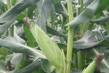 鑫丰盛9909玉米栽培技术要点，适宜播期4月下旬至5月上旬