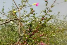 桃树需要授粉树吗，可将花粉制作成花粉液进行喷雾